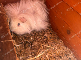 Bonded pair of guinea pigs