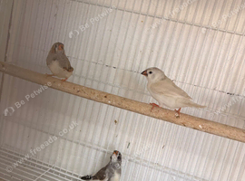 2 pairs of zebra finch