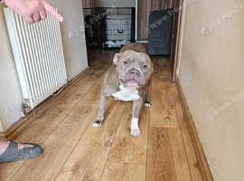 Staff x bully