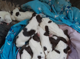 English springer spaniel puppy's