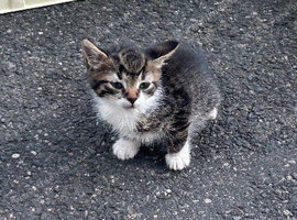 5 Beautiful 8-Week-Old Kittens