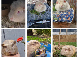 Two bond sows
