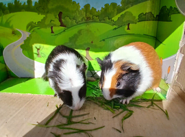 Pair of guinea pig sisters