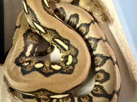 Reticulated python babies