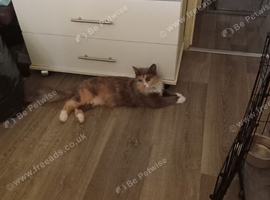 Cat for sale