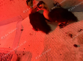 2 call ducklings