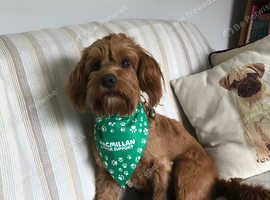 Cockapoo Red fox Male for stud