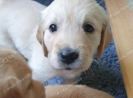 BEAUTIFUL CHUNKY GOLDEN RETRIEVER PUPS