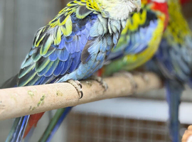 Rosella
