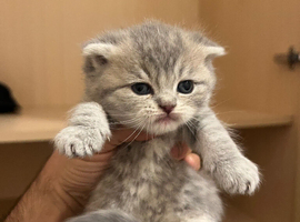 Scottish Fold & Straight Kittens