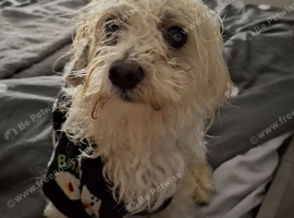 2 year old Maltese mix male dog