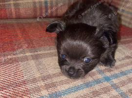Adorable male long haired puppy looking for his forever home