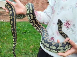 Female Carpet Python