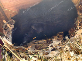 Guinea Pigs (Male)