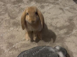 beautiful holland lop