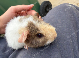 3 baby boars ready for their forever homes