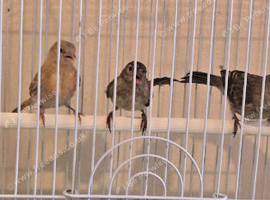 3 red siskin x canary f1s so can breed