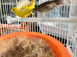 Raza canary&rsquo;s