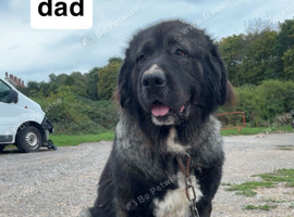 Male Caucasian shepherd for stud