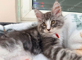 1 Beautiful full pedigree TICA registered Maine Coon kitten FEMALE