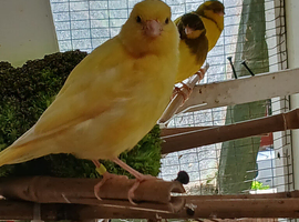 Canarys and finches
