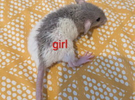 10 baby dumbo/rex rats very sweet natured