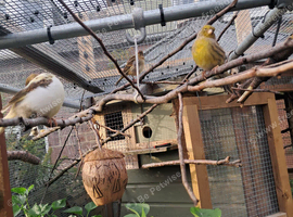 Baby Fife Canaries For Sale