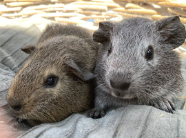 Pretty agouti baby boys