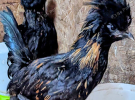 Polish Growers for sale