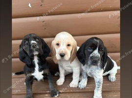 Beagle x puppies