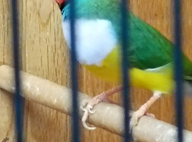 Red headed male gouldian finch