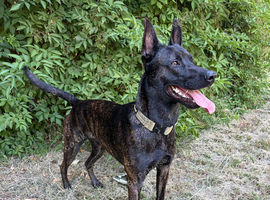 Dutch shepherd stud