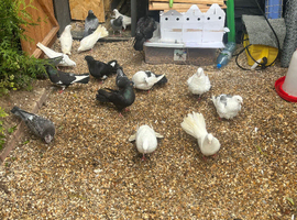 Good pigeons sale