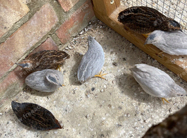 Young Chinese painted quail &pound;10 each