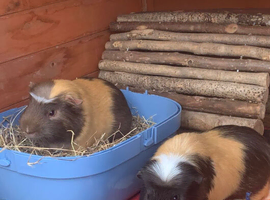 2 male and hutch and all accessories