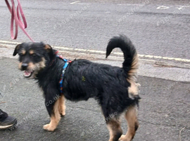 Border Terrier Mix