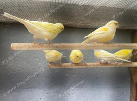 Canaries
