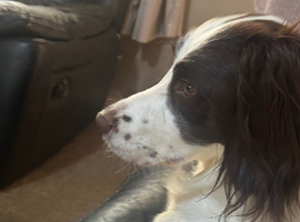 9 beautiful puppies