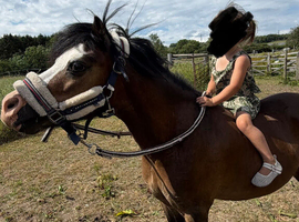 Welsh sec A gelding