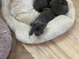 KC Registered Blue Staffordshire Bull Terrier Puppies
