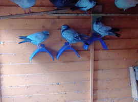 Pigoens for sale in Dunstable
