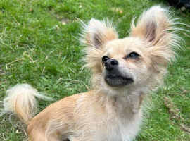 Papillon cross chihuahua