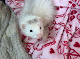 2 semi angora kits