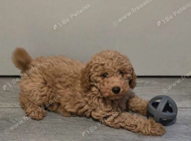 Beautiful toy poodle puppie last boy reduced