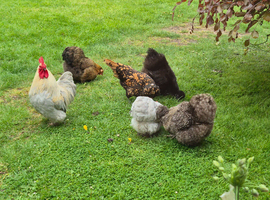 Mix of 6 bantam hatching eggs