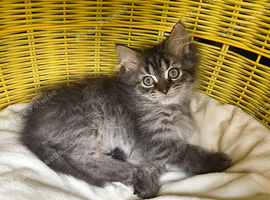 Persian kittens last boy