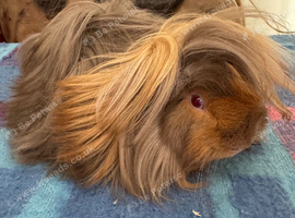 Peruvian boar red/lilac 4 mths old