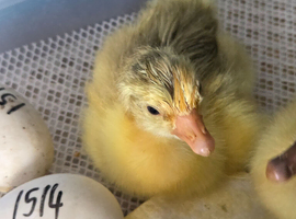 Day old goslings
