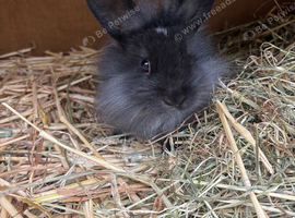 Lionheads