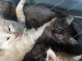 I have 1 black kitten.
